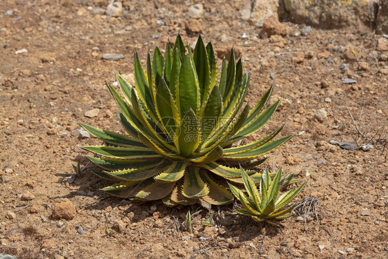 园艺生长自然封闭大型水生植物和aloevera电离式藻类植物图片