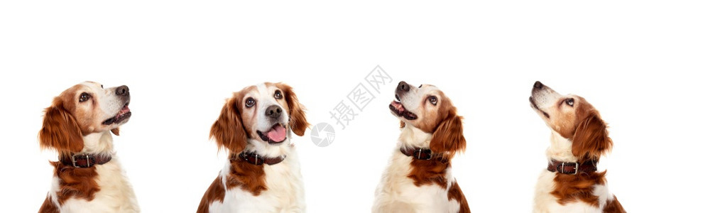 四只平分的狗被白种背景隔离寻回犬问候肖像图片