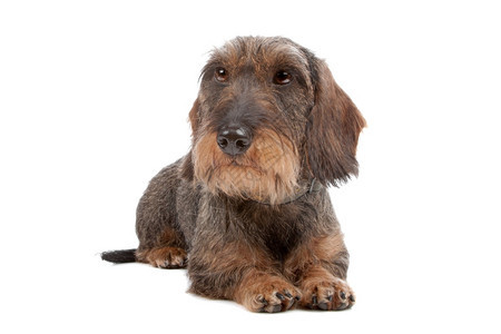工作室Dachshund狗有线头发条Dachshund狗躺在前面伤心腊肠犬图片