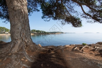 在西班牙巴利阿里群岛伊比萨的Ibiza自然景观松树枝根红土和海洋地平线水分支机构植物图片