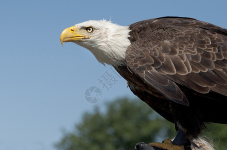 濒危蓝色的成人美国秃鹰对着蓝天图片