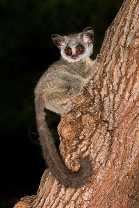 户外动物GalagoMoholi坐在一棵树上南非一种图片