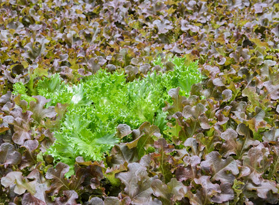 在水生系统中有选择地关注FileyIceberg和红橡叶生菜种植重点为Fiely生菜健康种植园有机的图片