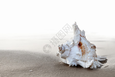 漩涡海滩白色的日出时沙滩上外海贝壳图片