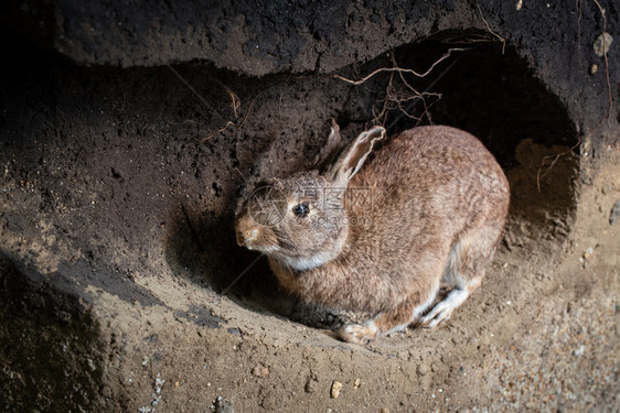 野兔的景象在洞穴Oryctolagus烹饪毛皮灰色的自然图片