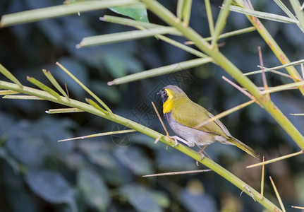 野生动物鸟常见的蒂亚里斯峡谷被吊在树枝上图片