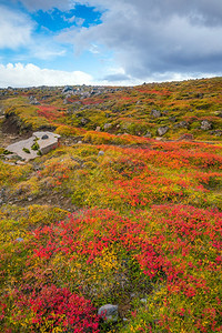 绿色质地秋天冰岛美丽的自然风景观荒野图片