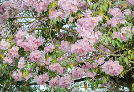 门户14或者自然粉红的Trumpet花朵或盛开的Tabebuia树图片
