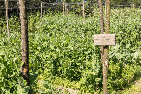 可持续的豌豆树叶在有机蔬菜花园里豆子的笼格伦特尼霍夫图片