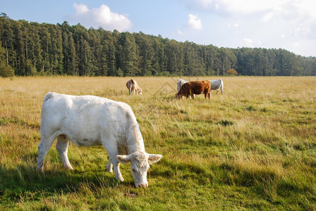 棕色的复制空间乡村秋初天在牧场放牛群从斯威登图片
