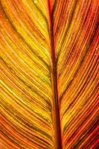 连接红棕叶纹理显示所有的神经氯给叶颜色并用作光合药剂结构体植物学背景图片