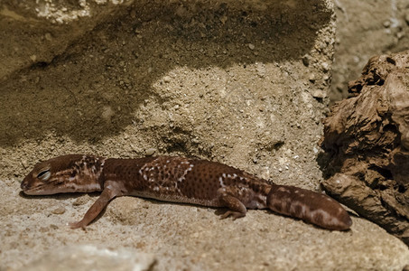 棕色的LeopardGeckoEublepharismacularius的特写镜头在保加利亚索非的陆地上放松土壁虎图片