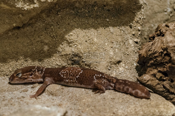 棕色的LeopardGeckoEublepharismacularius的特写镜头在保加利亚索非的陆地上放松土壁虎图片