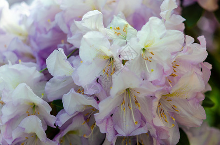 植物学柔软的花朵在园里盛开的紫色罗多德伦花朵开图片