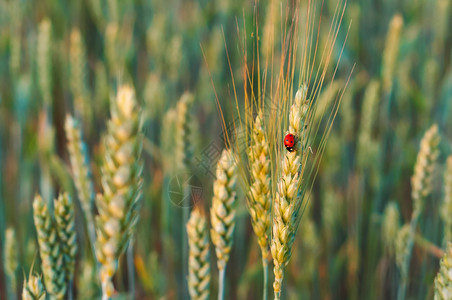 场地一种小麦耳朵嘴上的昆虫刺小麦的尖虫尾动物图片