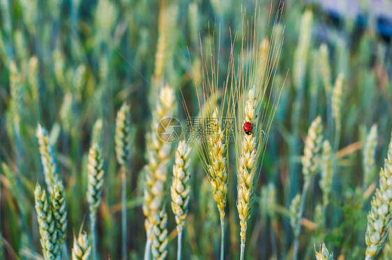 小麦耳朵嘴上的昆虫刺小麦的尖虫尾漏洞美丽绿色图片