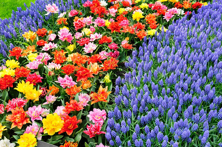 库肯霍夫绿色植物群荷兰图利普田地的大型多彩色郁金香花棚天白色的