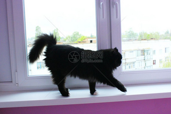 走在窗台上的黑猫走在窗台上的黑猫和美丽兰花鼻子黑色眼睛图片