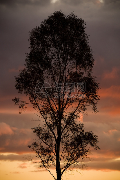 象征孤独高的树木环绕着美丽的日落天空图片