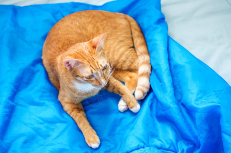 躺着软垫漂亮的可爱红猫软焦点图片