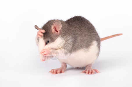 小老鼠贝塔害羞的满有趣可爱小老鼠孤立在白龙宠物上小鼠家养的老关闭