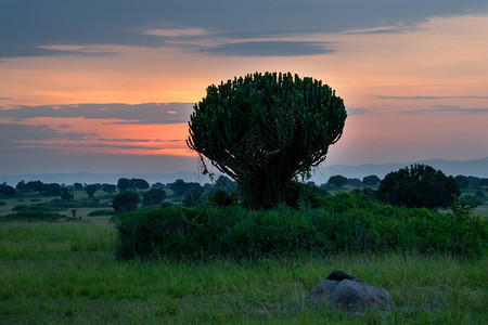 的乌干达Elizabeth女王公园日出时的全景图象美丽风优图片