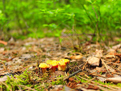 菌丝体森林中的小鸡油菌5月发现的森林中小鸡油菌黄色叶子图片