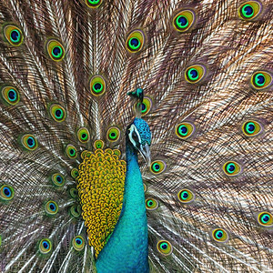 野生动物美丽绿色的青皮禽公雄尾巴色彩多完全开放漂亮的户外图片