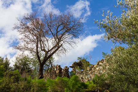 风景优美建筑学对塞浦路斯旧废弃的Apiliki老村庄的树木和废墟景象山图片