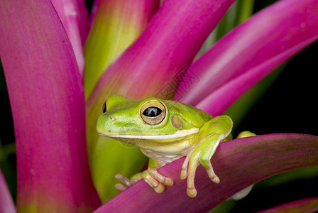 热带呲牙咧嘴巨大的粉红色布罗米拉德上的巨树青蛙图片