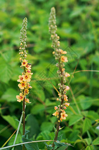 黄色长花田的花朵草地棚丛蜜糖园野图片