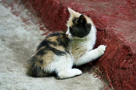 无家可归象牙美丽的小流浪猫原始颜色的毛细小猫图片