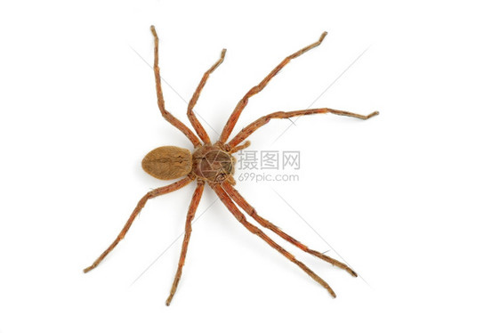 生物四肢白色毛茸的非洲雨蜘蛛Palystesspp捕食者图片
