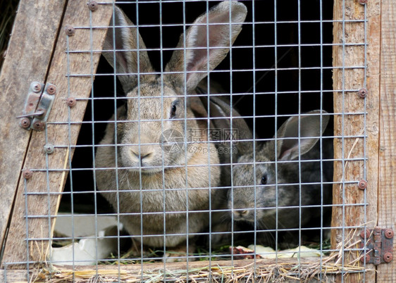 国内的可爱笼子成年兔和小中灰在家庭农场里养大的白兔草食动物图片