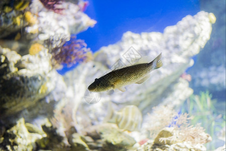 动物荒野海鱼在水底生物中观测到海鱼生物学图片