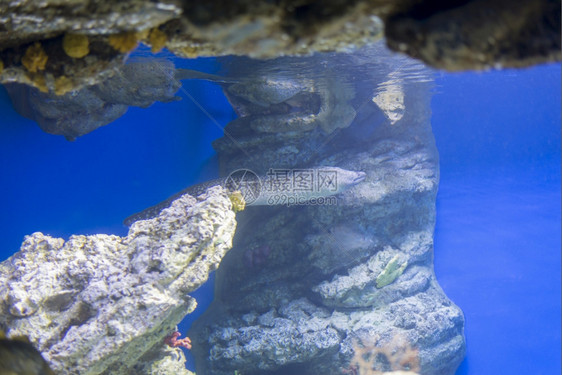 夏天植物海鱼在水底生中观测到海鱼动物群图片