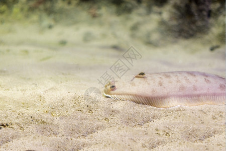 珊瑚海洋水族馆鱼在底生物中观测到海鱼图片