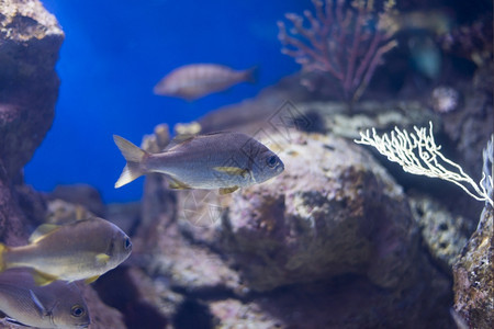 海鱼在水底生物中观测到海鱼放松荒野蓝色的图片