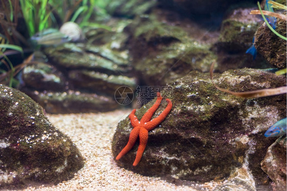 海鱼在水底生物中观测到海鱼深度夏天放松图片