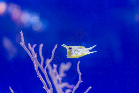 海鱼在水底生物中观测到海鱼美丽蓝色的动物图片