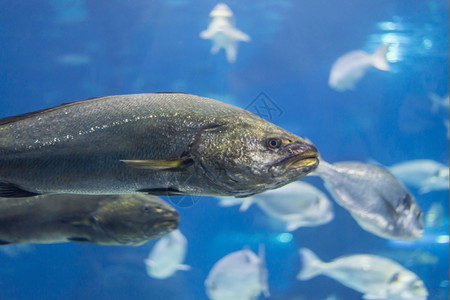 水族馆海鱼在底生物中观测到海鱼柔软的底图片