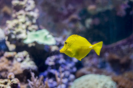 潜水海鱼在底生物中观测到海鱼柔软的水下图片