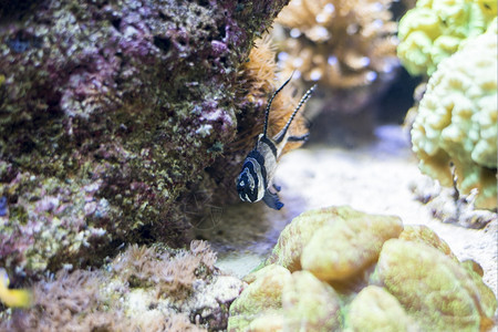 蓝色的海鱼在水底生物中观测到海鱼柔软的动物图片