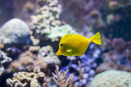 生物学夏天海鱼在水底生物中观测到海鱼潜水图片