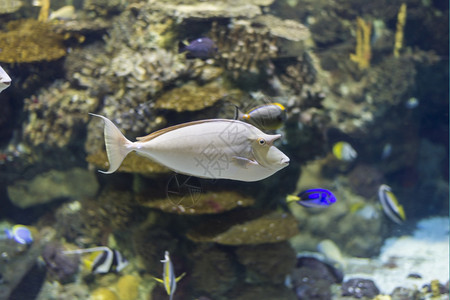 海洋荒野鱼在水底生物中观测到海鱼在哪里图片