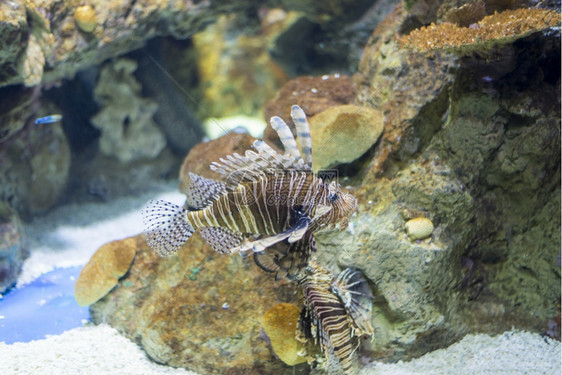 海鱼在水底生物中观测到海鱼明亮的在哪里生物学图片