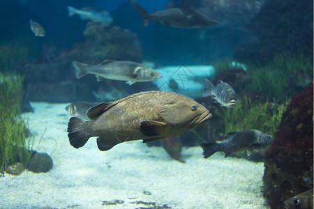 海鱼在水底生物中观测到海鱼深的明亮在哪里图片