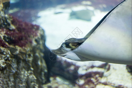 异国情调海鱼在水底生物中观测到海鱼底部水下图片