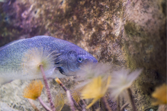 海鱼在水底生物中观测到海鱼放松在哪里深的图片