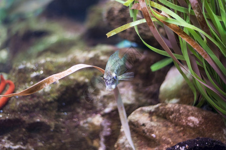 放松生物学潜水海鱼在底生物中观测到海鱼图片